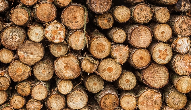 Sustainable Practices Image